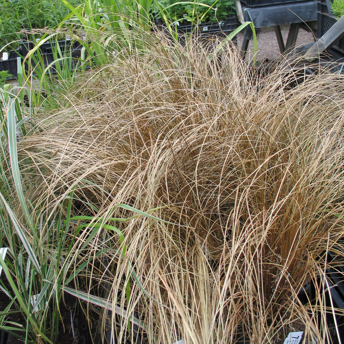 Bronsstarr - Carex comans Bronze (Krukstorlek: 0,5-1L)