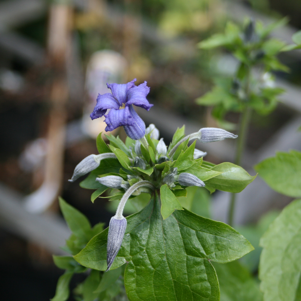 Trumpetklematis - Clematis heracleifolia Eclipse