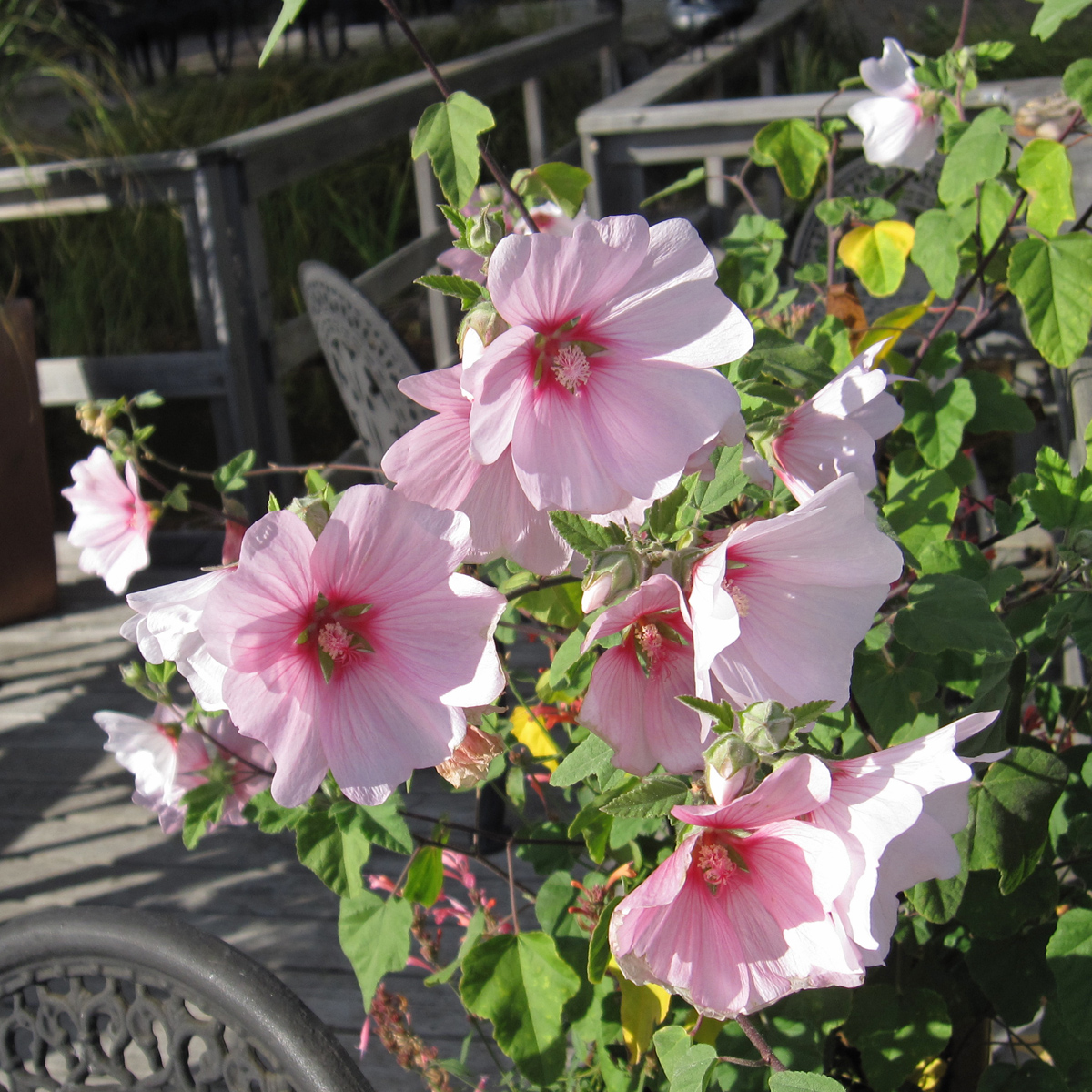 Buskgr&aring;malva - Malva x clementii Barnsley Baby (Krukstorlek: 0,5-1L)