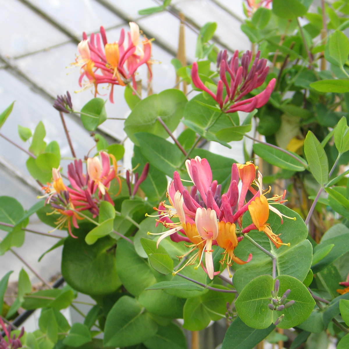 Blomsterkaprifol - Lonicera x heckrottii (Storlek: C2)