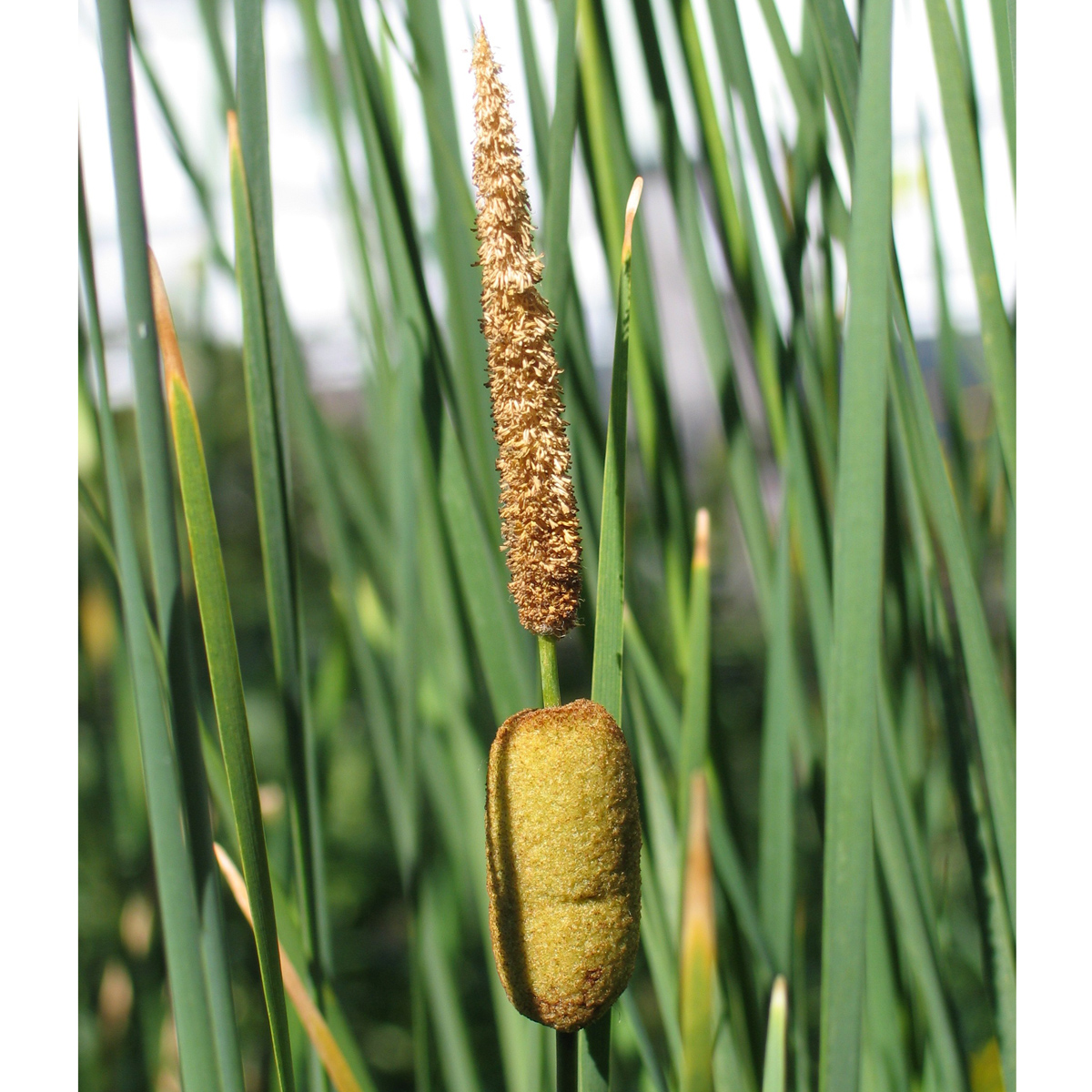 Kaveldun - Typha gracilis (Krukstorlek: 0,5-1L)