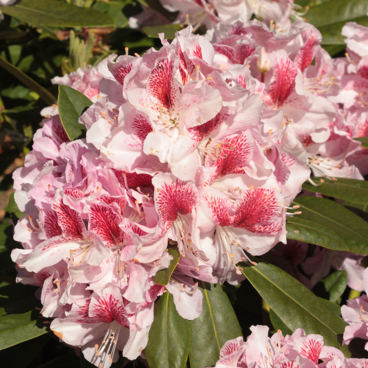 Rododendron - Rhododendron cataw. hybr. Belami ® (Storlek: 30-40 C5)