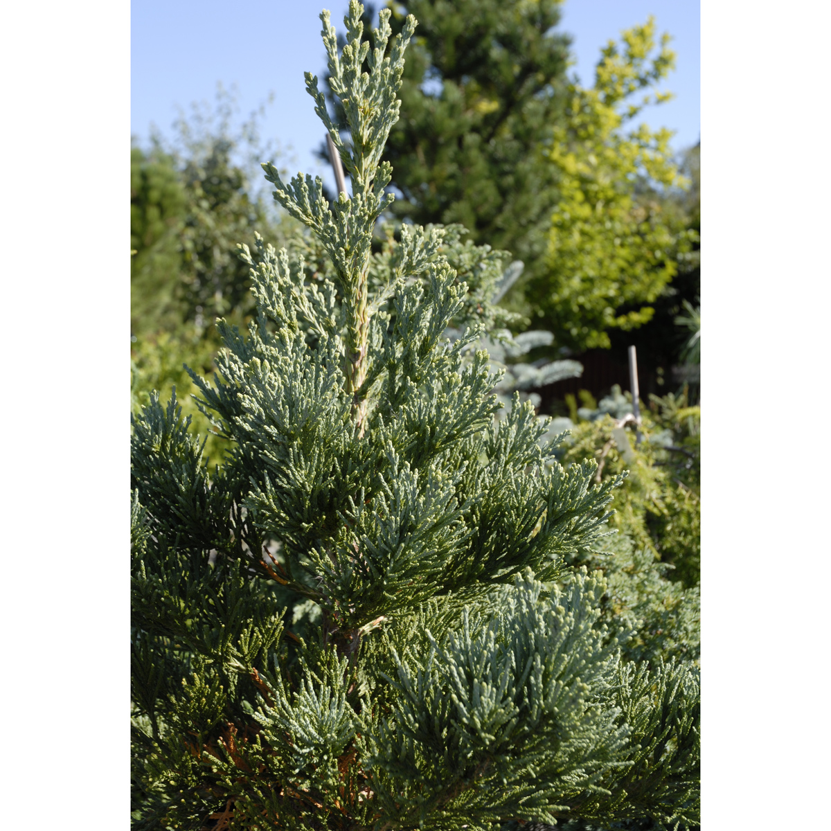 Mammuttr&auml;d - Sequoiadendron giganteum Glaucum (Storlek: 60-80 C10)