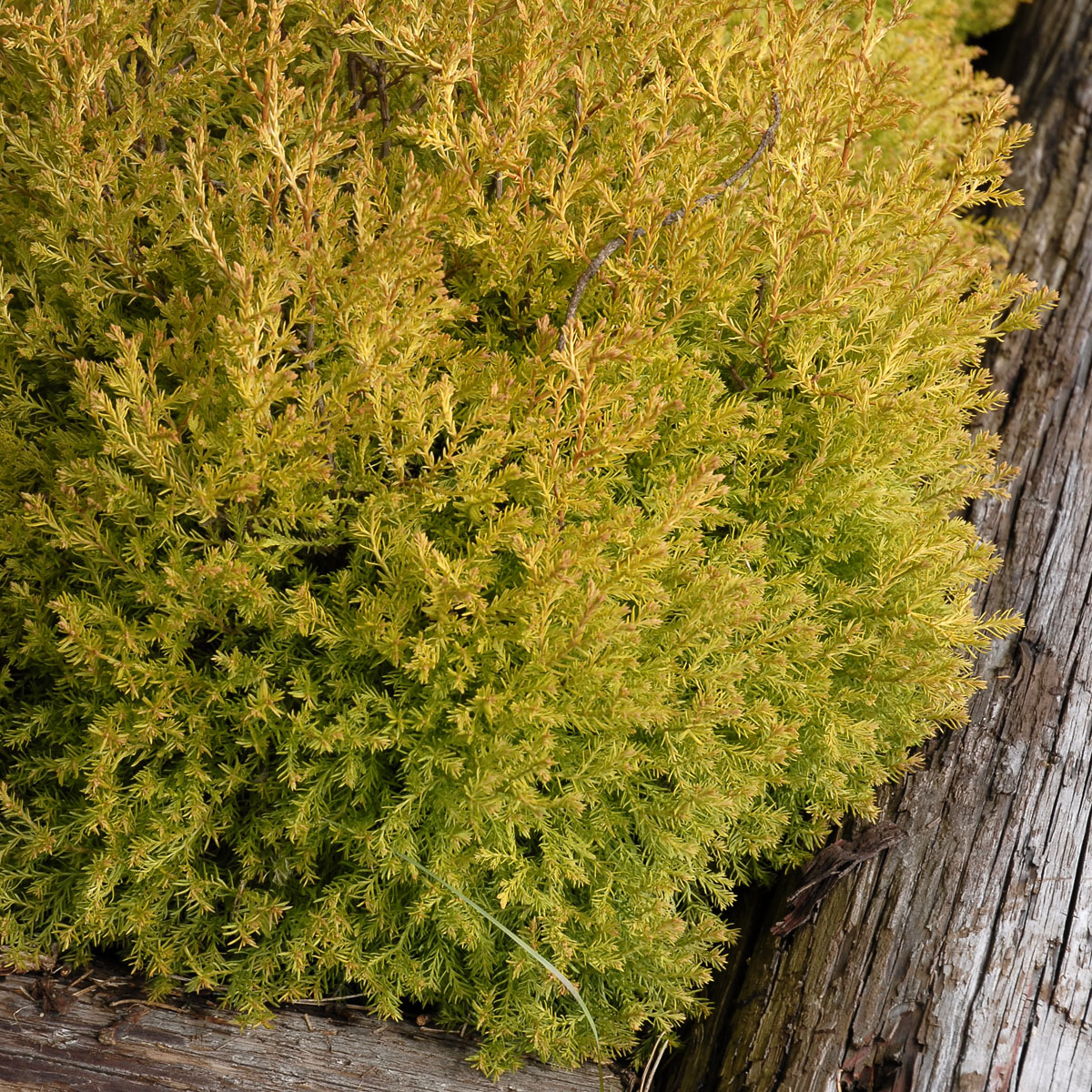 Gul Klottuja - Thuja occidentalis Rheingold (Storlek: 25-30 C3)