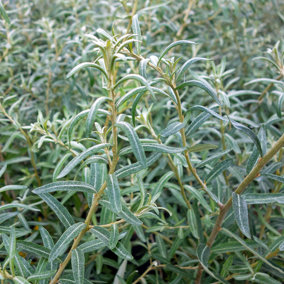 Havtorn - Hippophae rhamnoides Balsgård Hubert ® (Storlek: busk C3,5)