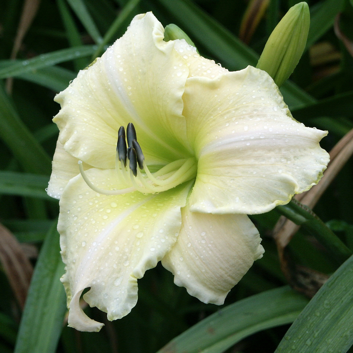 Daglilja - Hemerocallis hybr. Arctic Snow (Krukstorlek: 0,5-1L)