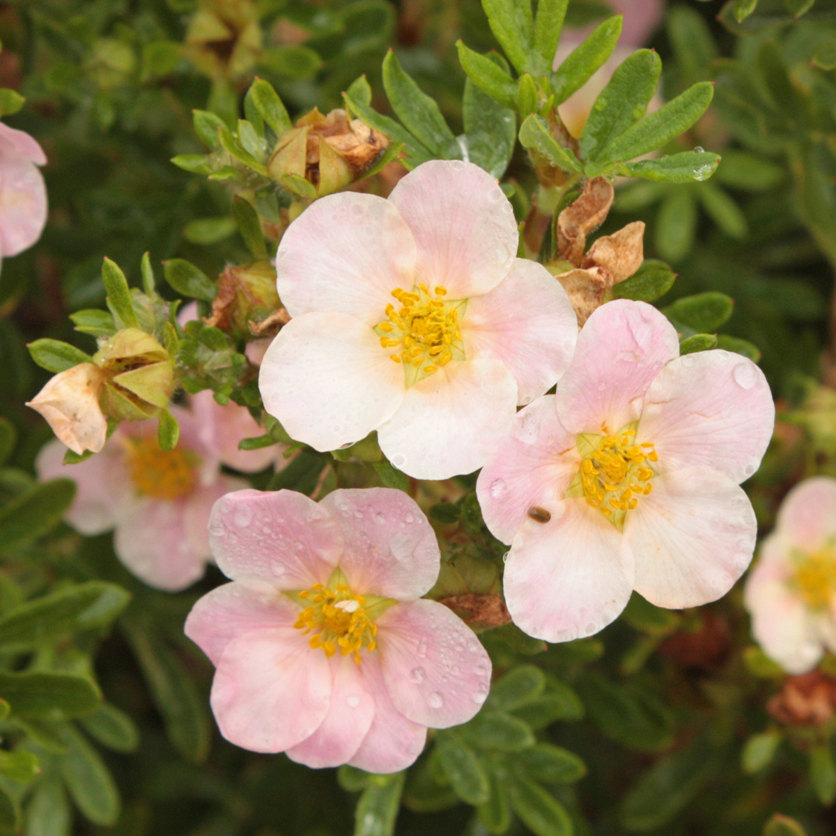 &Ouml;landstok - Dasiphora fruticosa Pink Queen (Storlek: busk C2)