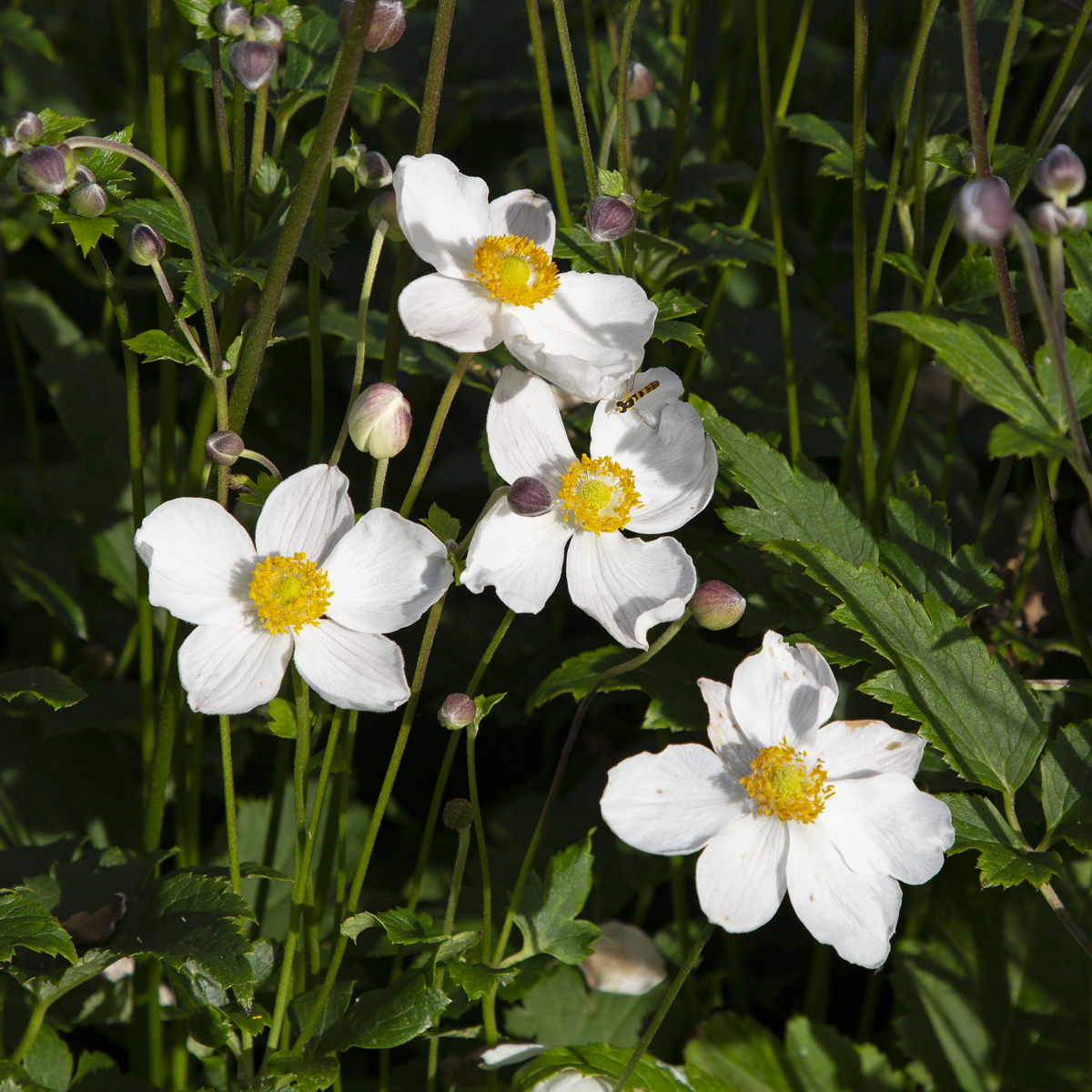 Silvrig Höstanemon - Anemone tomentosa Royal Blanco (Krukstorlek: 0,5-1L)