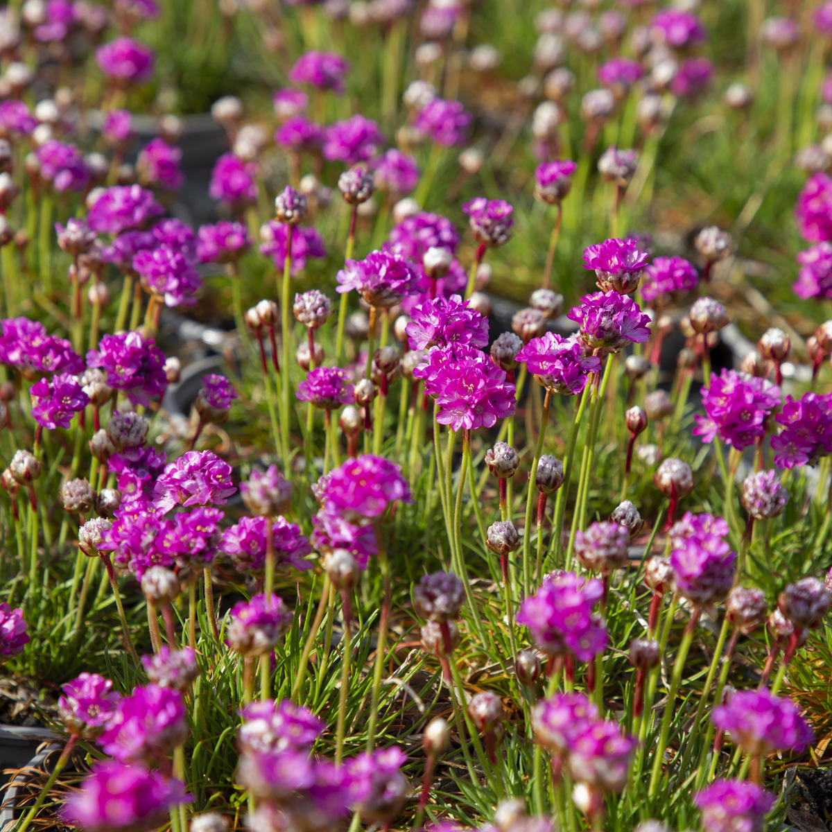 Strandtrift - Armeria maritima Abbey Rose (Krukstorlek: 0,5-1L)