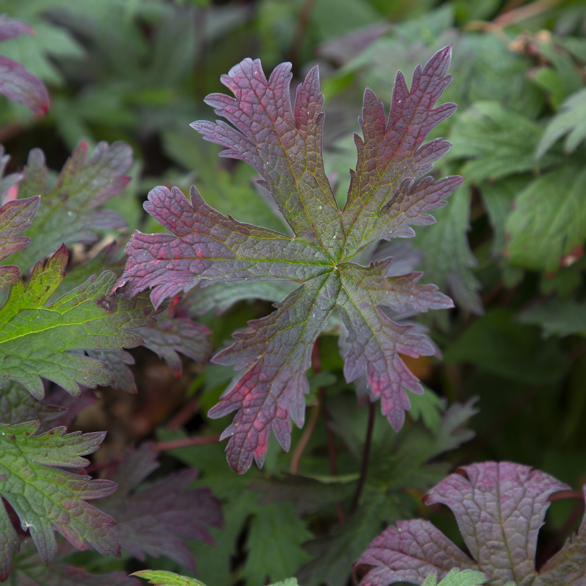 Tr&auml;dg&aring;rdsn&auml;va - Geranium hybr. Dark Eyes (Krukstorlek: 0,5-1L)