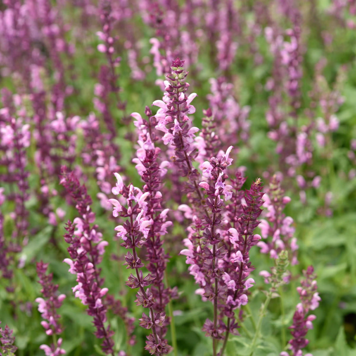 St&auml;ppsalvia/Skogssalvia - Salvia x sylvestris Rose Queen (Krukstorlek: 0,5-1L)
