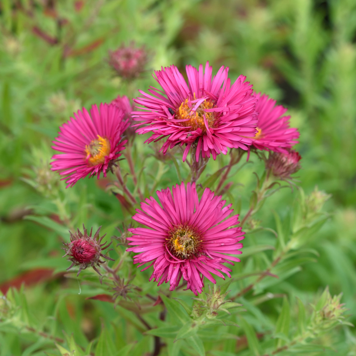 Luktaster - Symphyotrichum (Aster) novae-angliae Alma P&ouml;tschke (Krukstorlek: 0,5-1L)