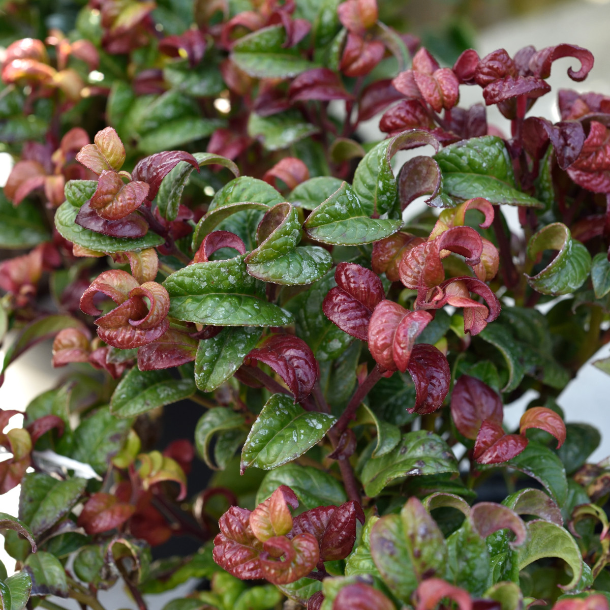 Virginsk Vinterrosling - Leucothoe axillaris Curly Red ® (Storlek: 20-25 C2)