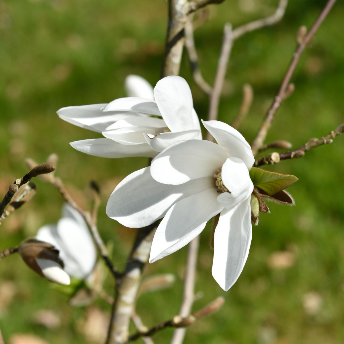 V&aring;rstj&auml;rnmagnolia - Magnolia x loebneri Snowdrift (Storlek: utr 120-160 C5)