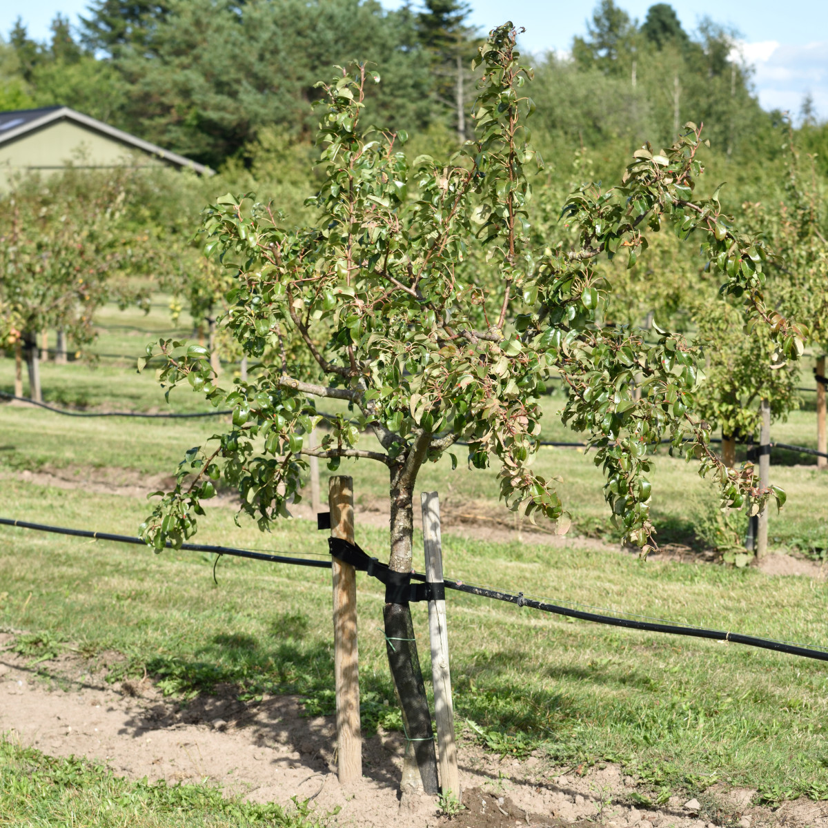 Päron - Päronträd - Fruktträd - Trädgårdsväxter