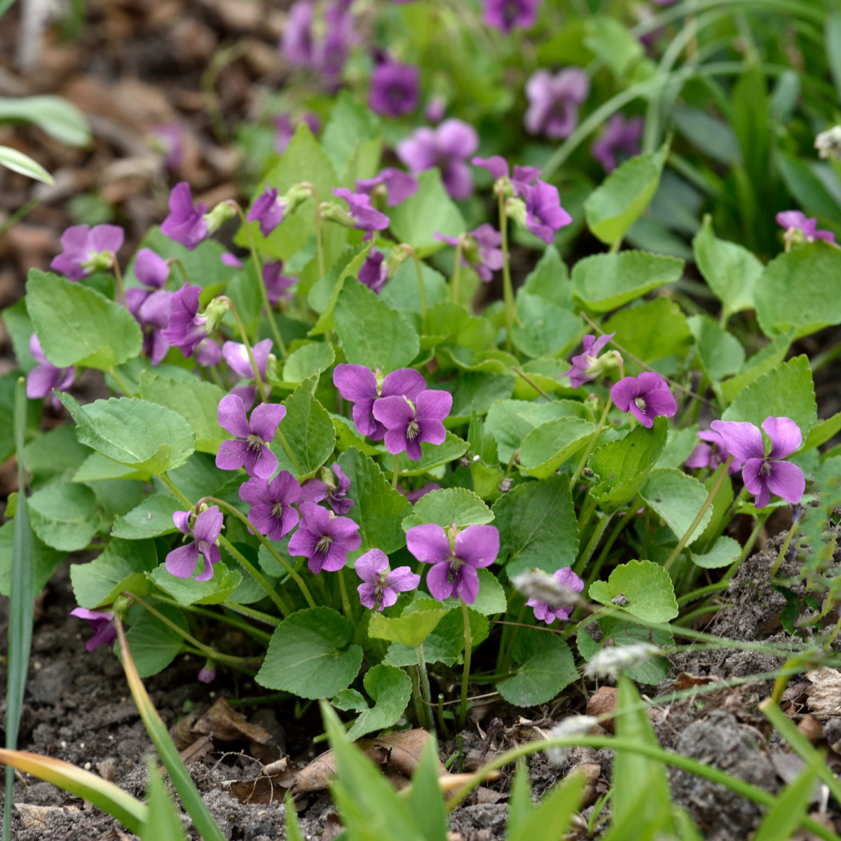 Fj&auml;rilsviol - Viola sororia Rubra (Krukstorlek: 0,5-1L)