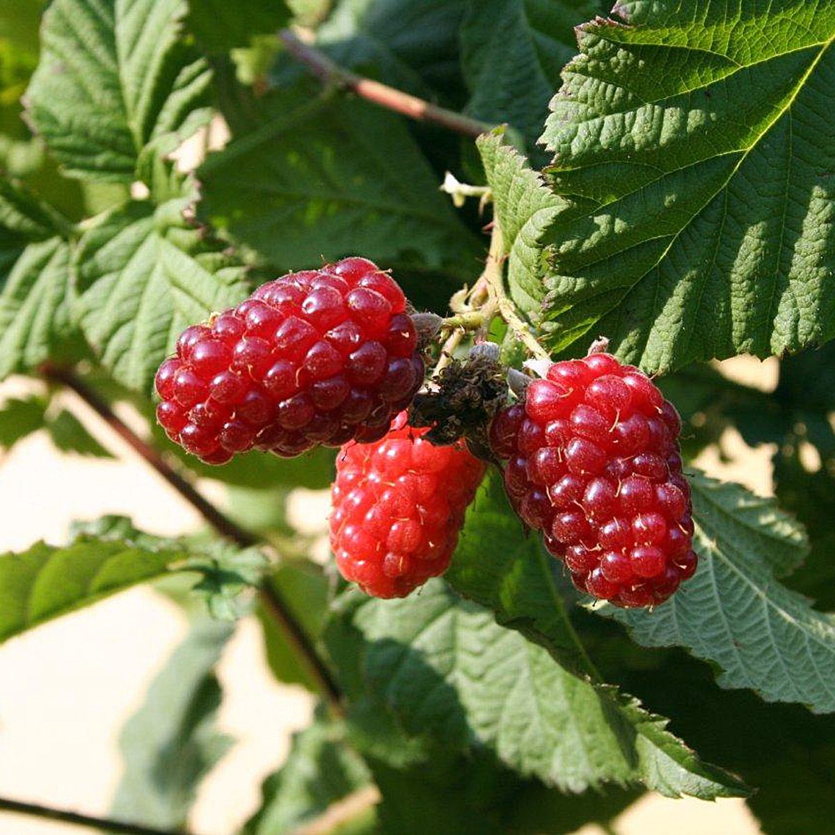 Läs mer om Rubus Tayberry, Björnbärshallon/Tayberry