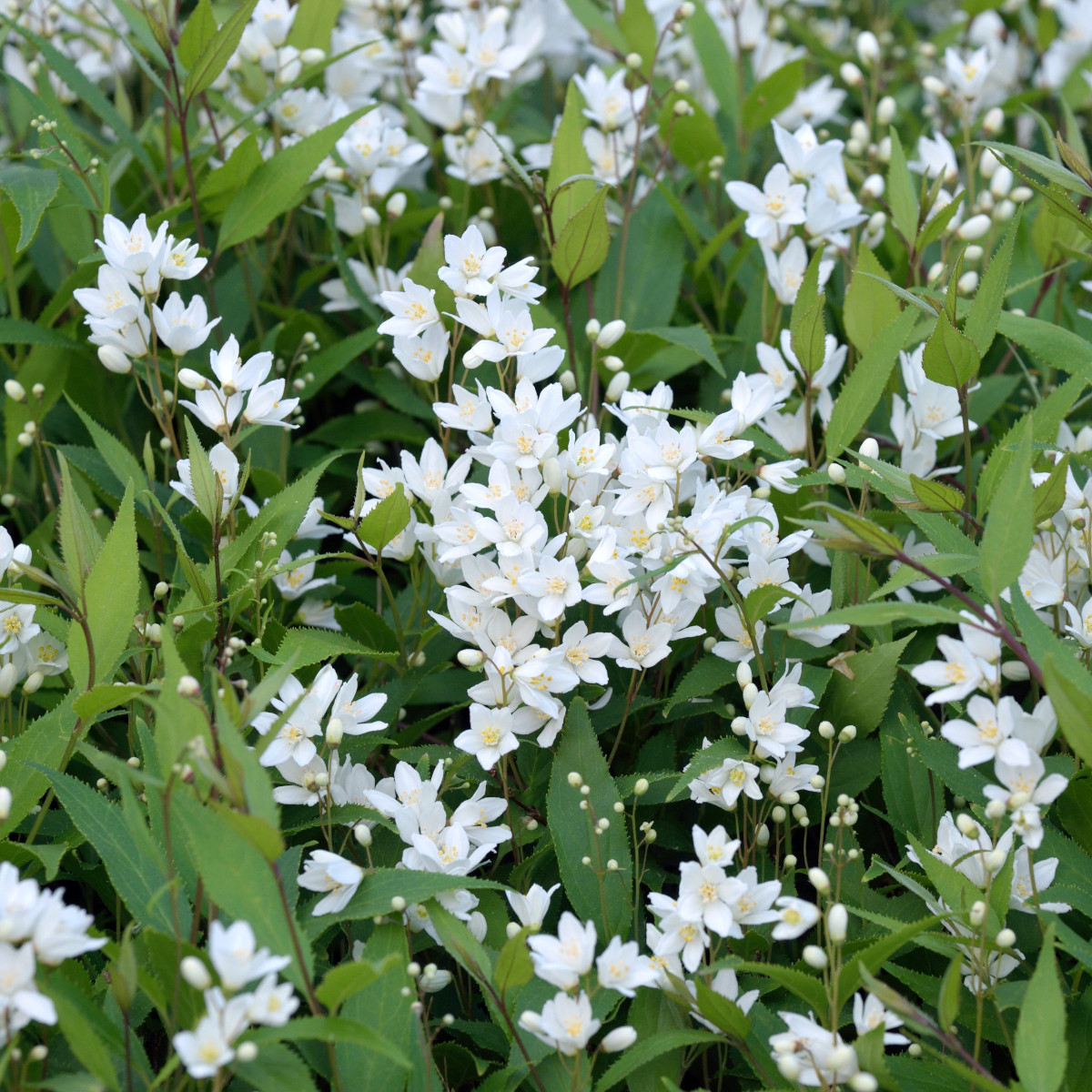 Bruddeutzia - Deutzia gracilis (Storlek: busk C3,5)