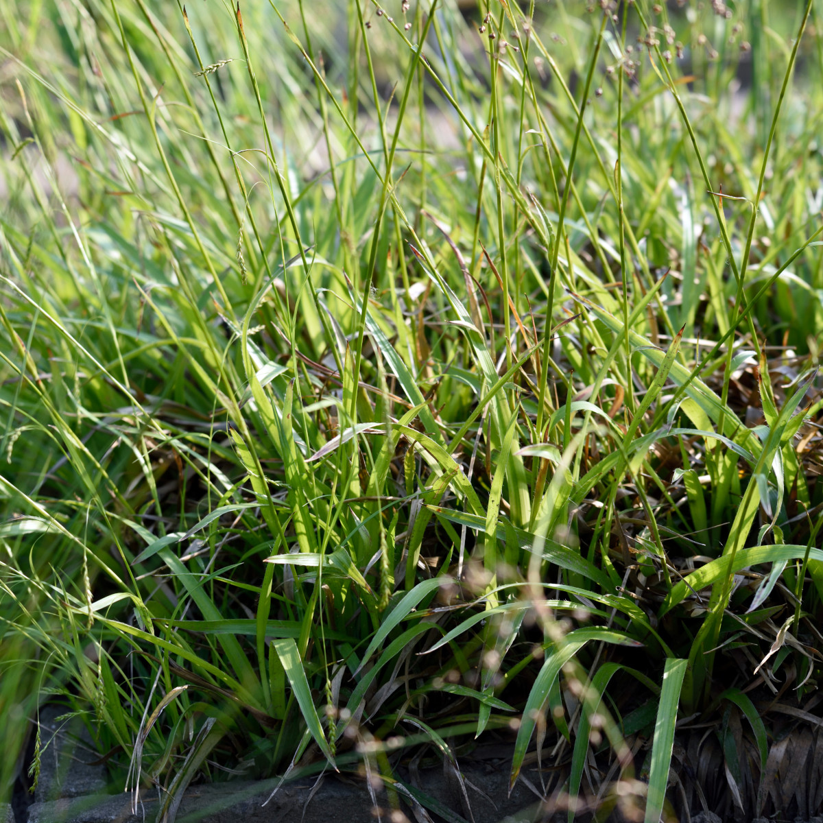Storfryle - Luzula sylvatica (Krukstorlek: 0,5-1L)