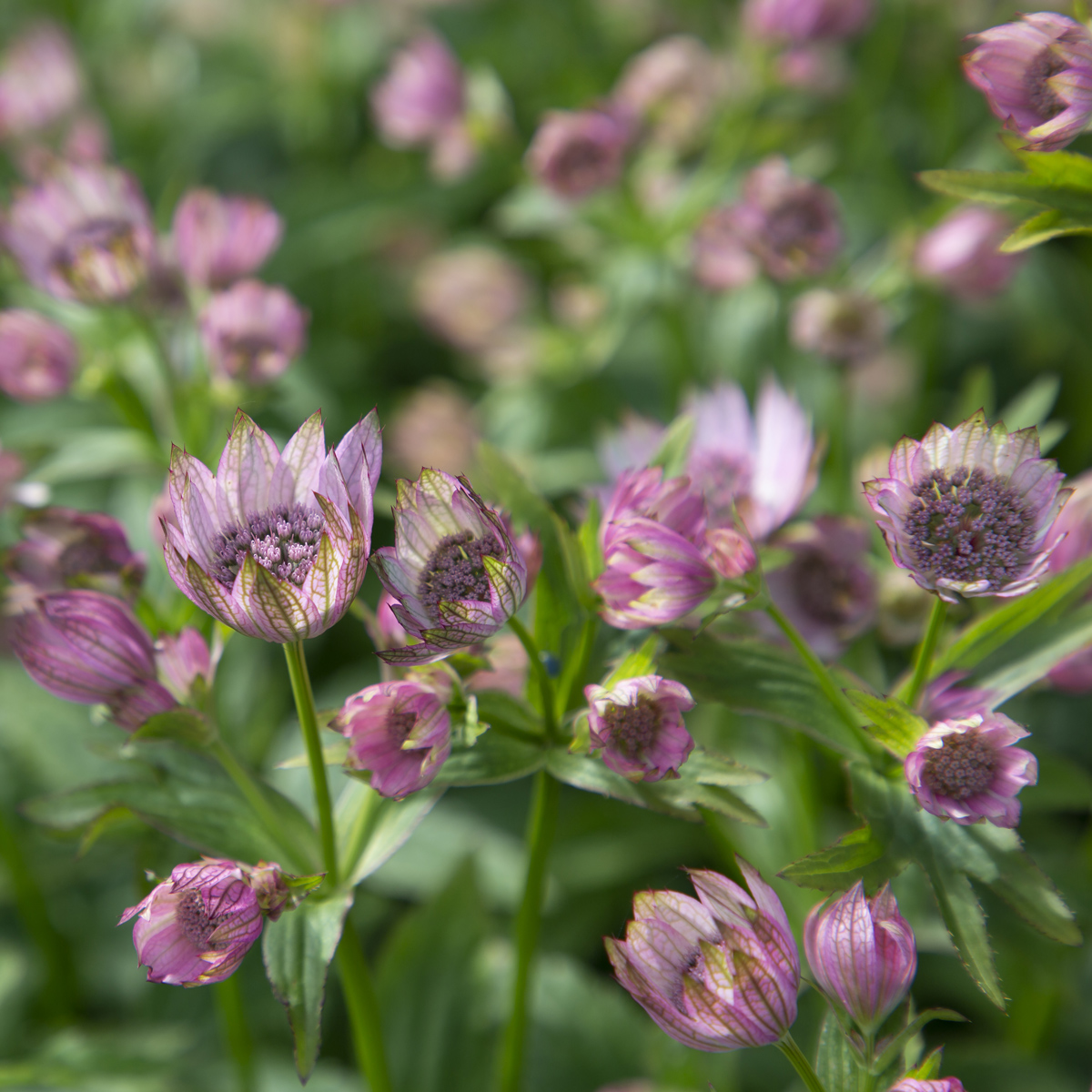 Stjärnflocka - Astrantia major Pink Pride (Krukstorlek: 3L)