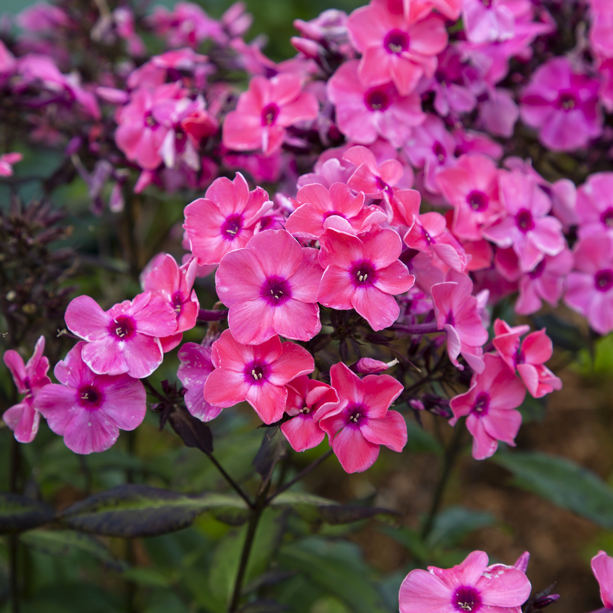 H&ouml;stflox - Phlox paniculata Sweet Summer &trade; Dream (Krukstorlek: 0,5-1L)