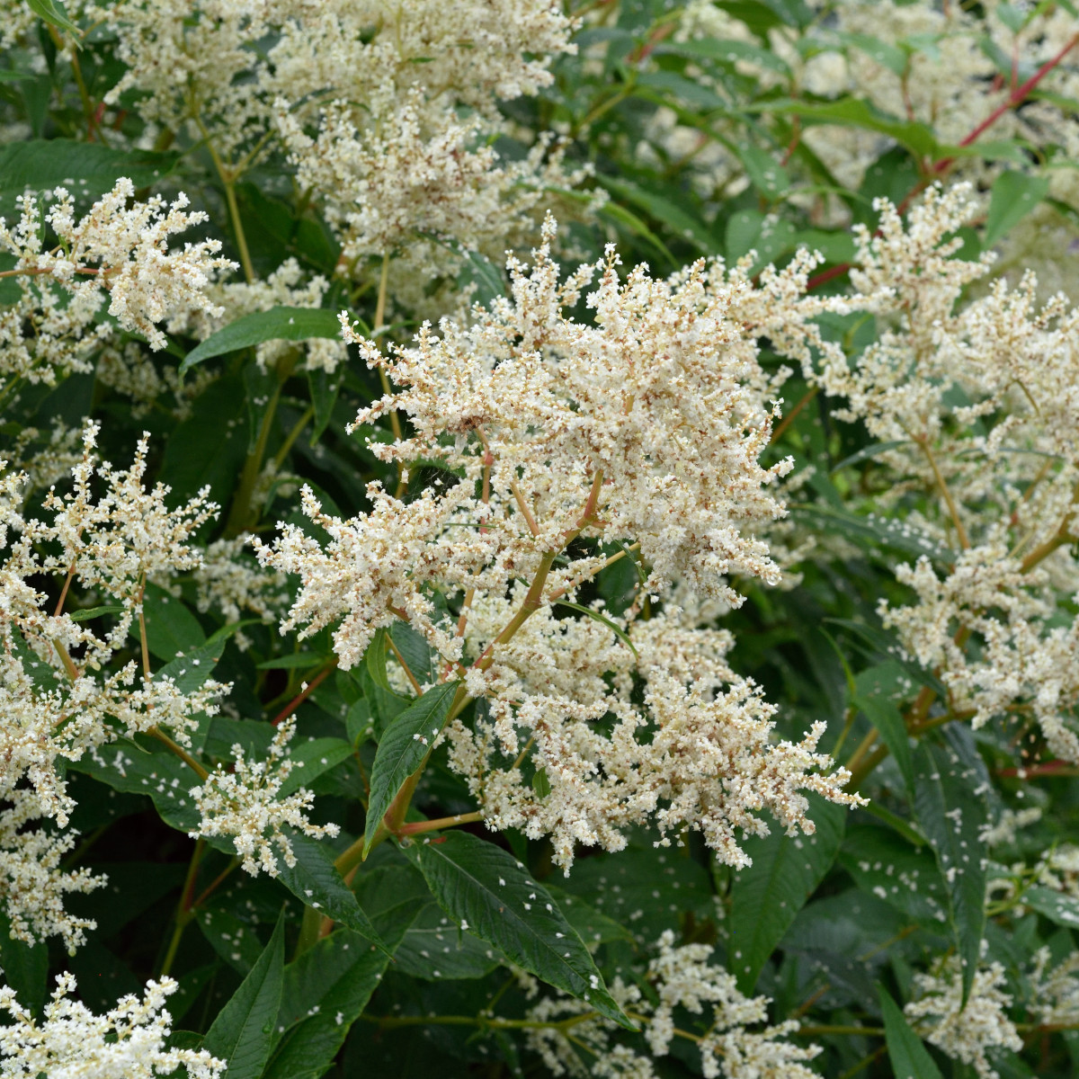 Finnslide - Aconogonon polymorpha (Krukstorlek: 2L)