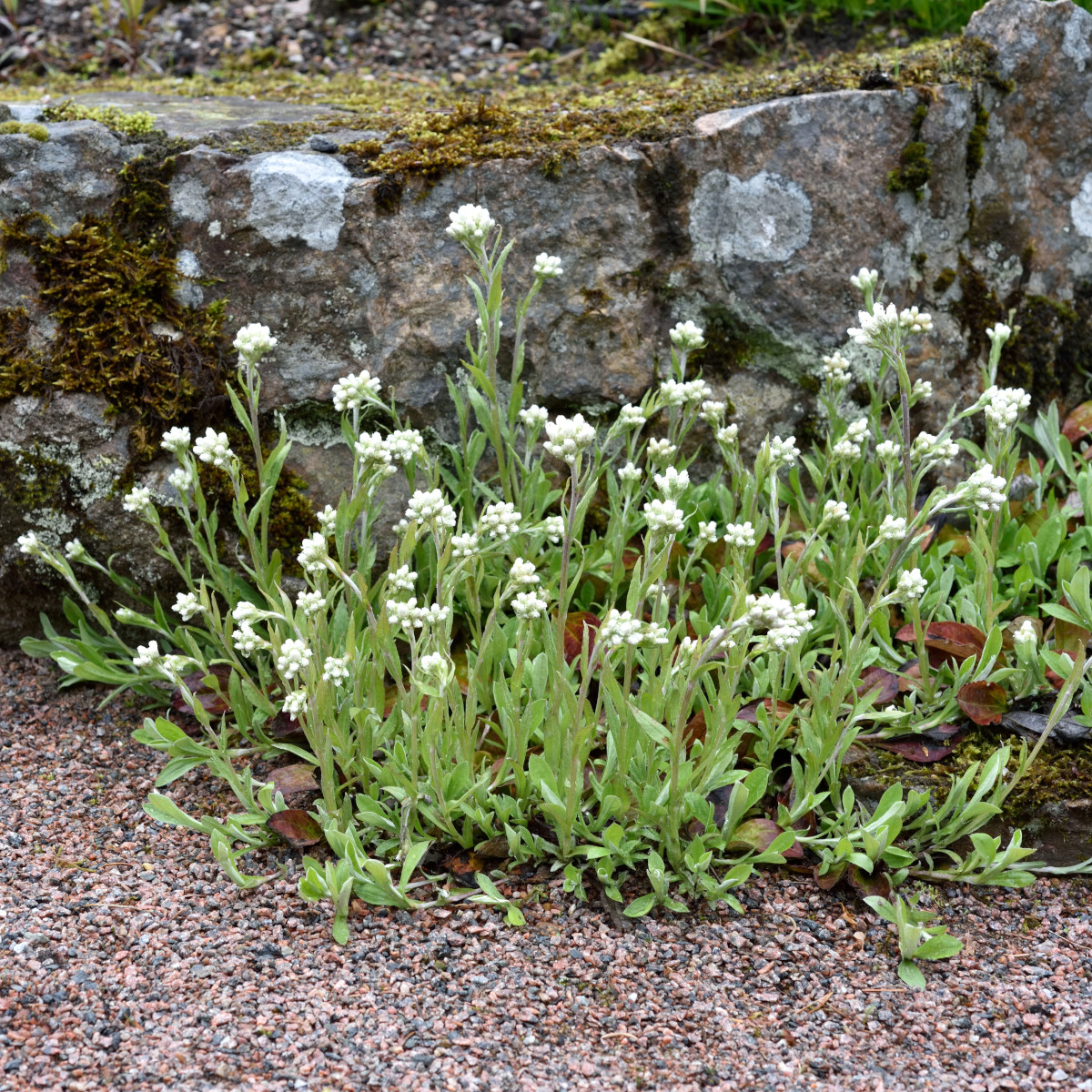 J&auml;ttekattfot - Antennaria plantaginifolia (Krukstorlek: 0,5-1L)