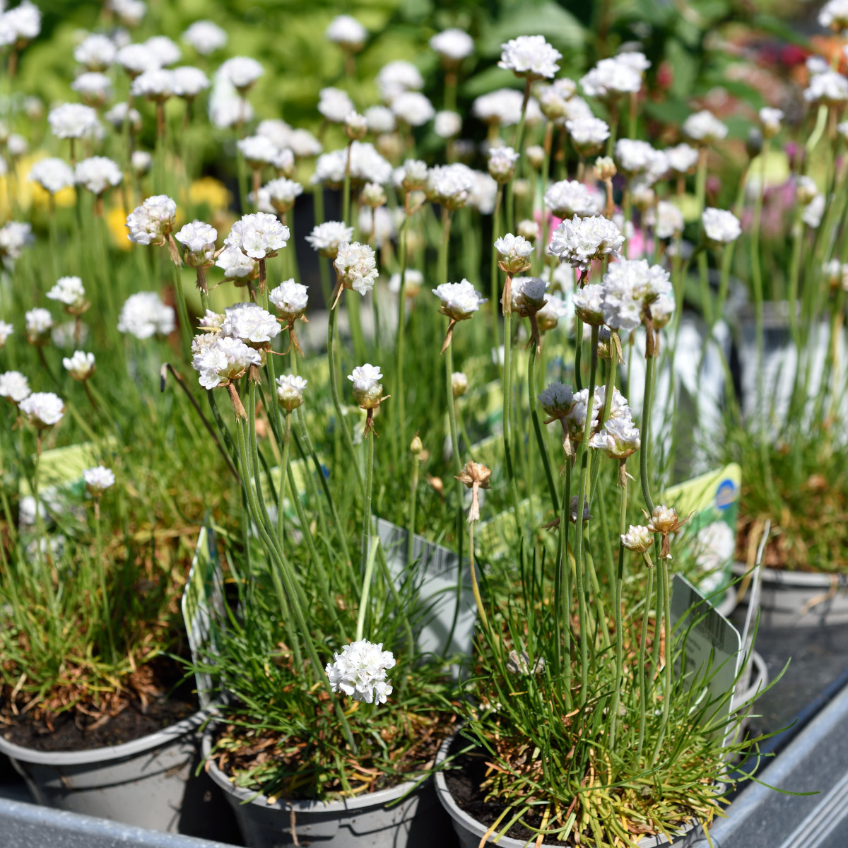 Strandtrift - Armeria maritima Abbey White (Krukstorlek: 0,5-1L)