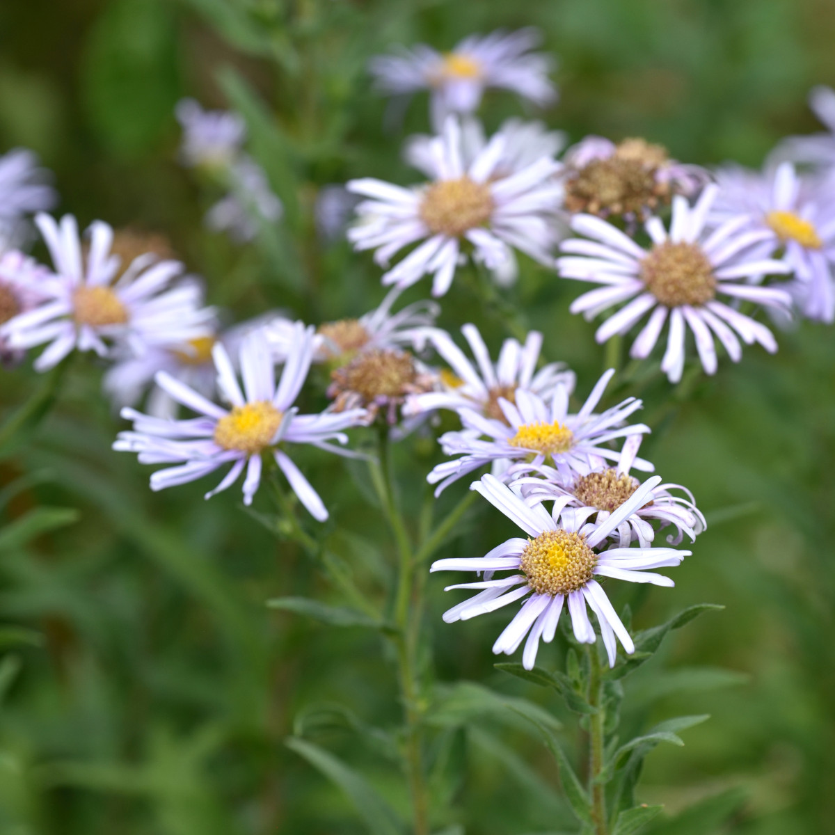 Pyreneisk Aster - Aster pyrenaeus Lutetia (Krukstorlek: 0,5-1L)
