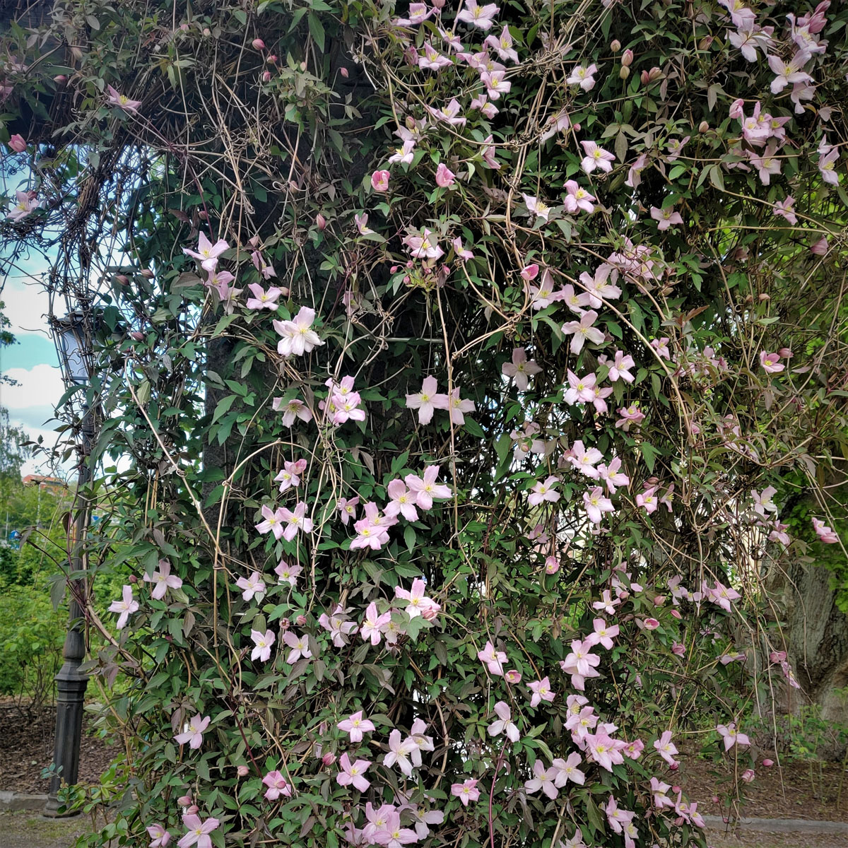 bergklematis - clematis montana elizabeth (storlek: c2)
