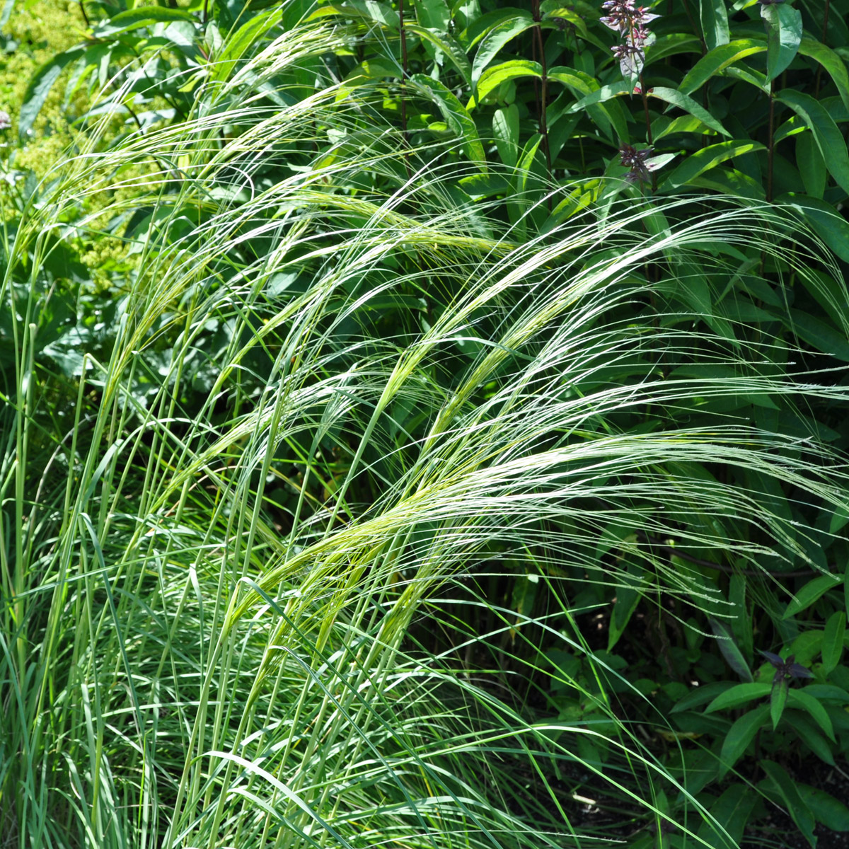 Litet Fjädergräs - Stipa pulcherrima (Krukstorlek: 0,5-1L)
