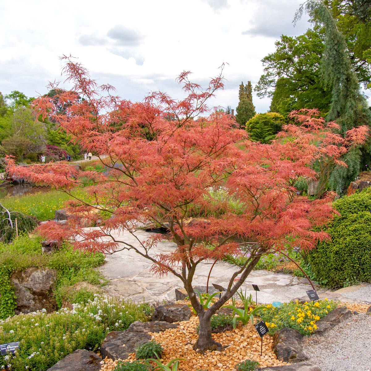 Japansk Lönn - Buskar - Trädgårdsväxter - Växter