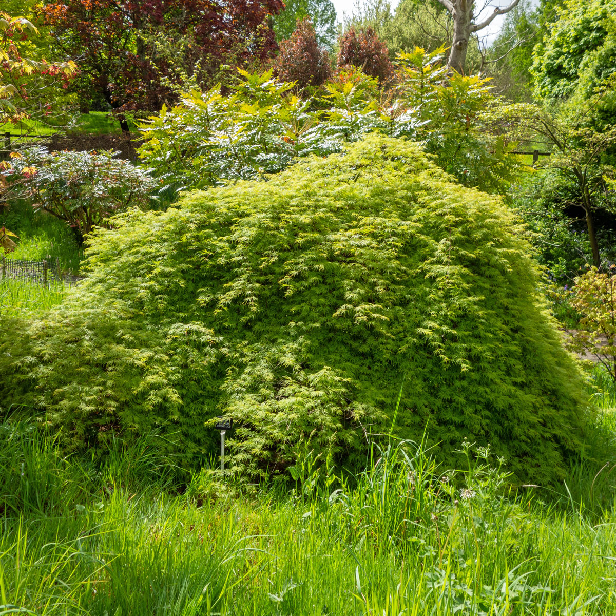 Flikbladig Japansk Lönn - Buskar - Trädgårdsväxter