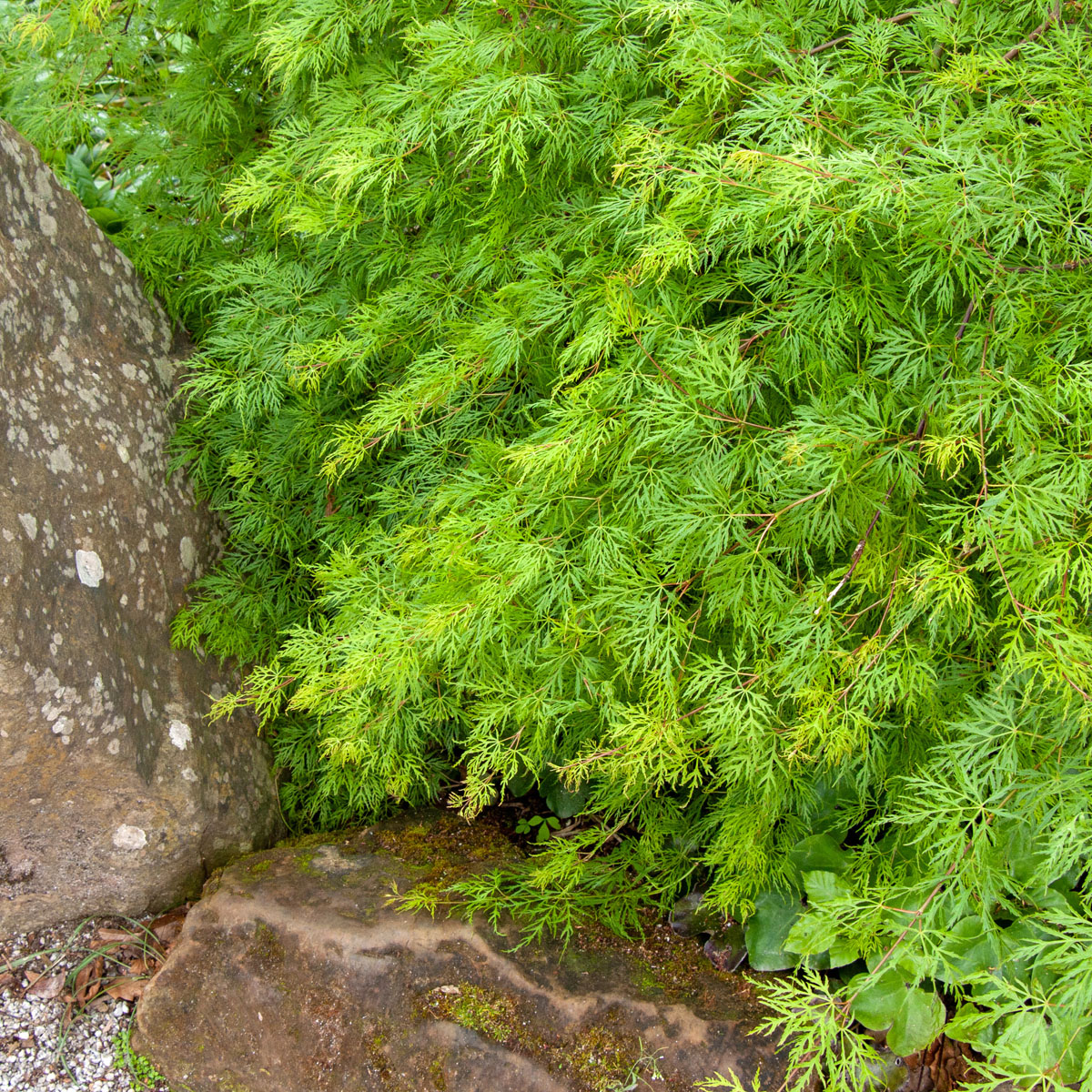 Flikbladig Japansk Lönn - Buskar - Trädgårdsväxter