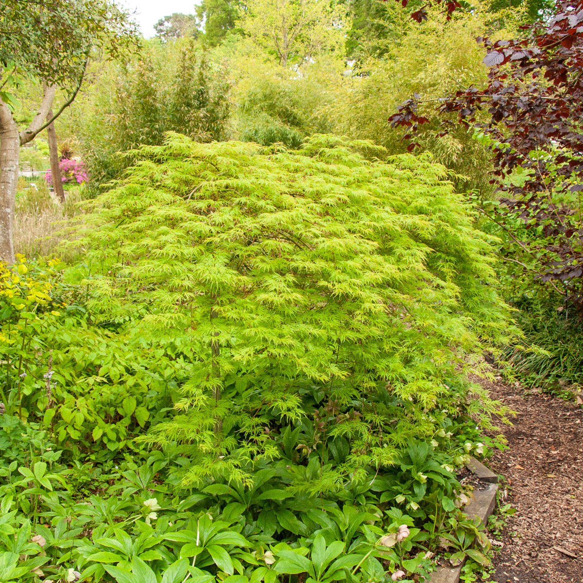 Flikbladig Japansk Lönn - Buskar - Trädgårdsväxter