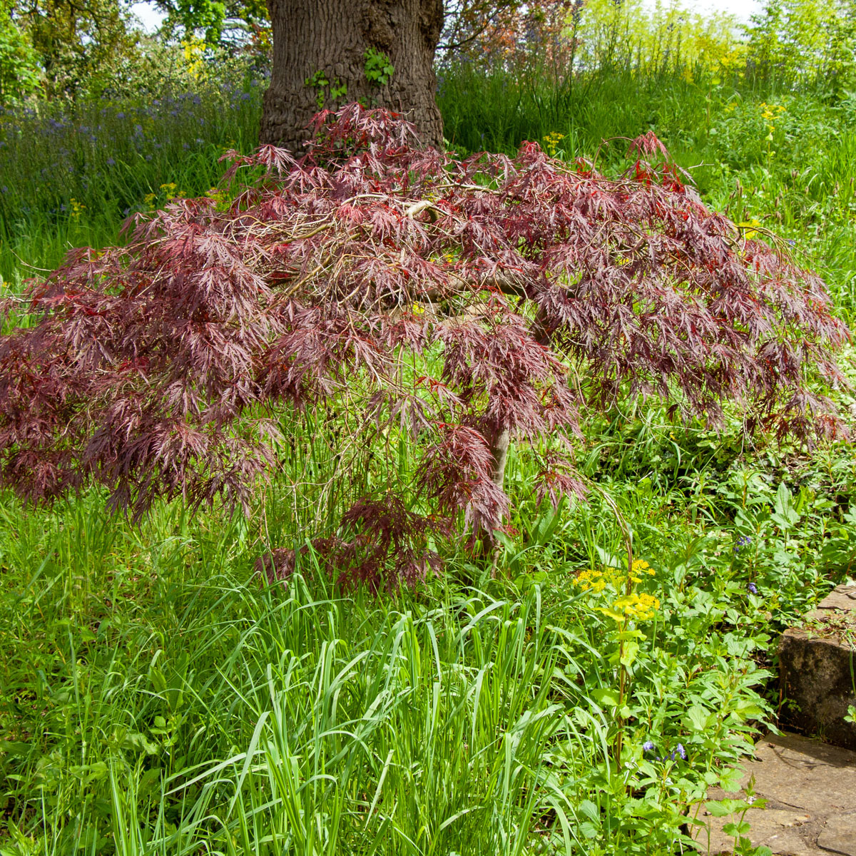 Flikbladig Japansk Lönn - Buskar - Trädgårdsväxter