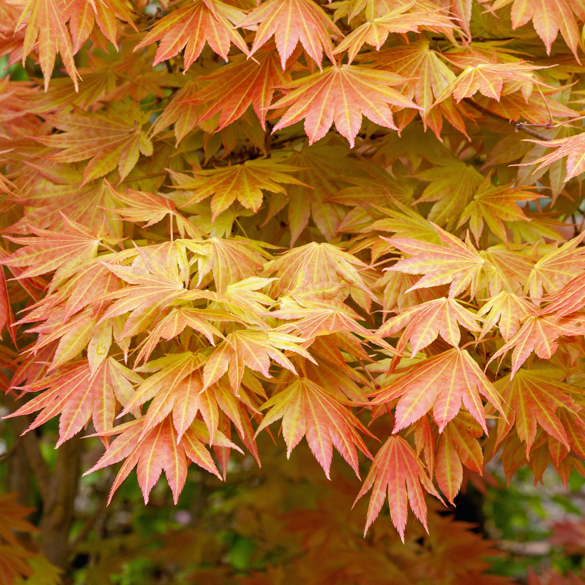Japansk Gyllenl&ouml;nn - Acer shirasawanum Moonrise &reg; (Storlek: busk C3)