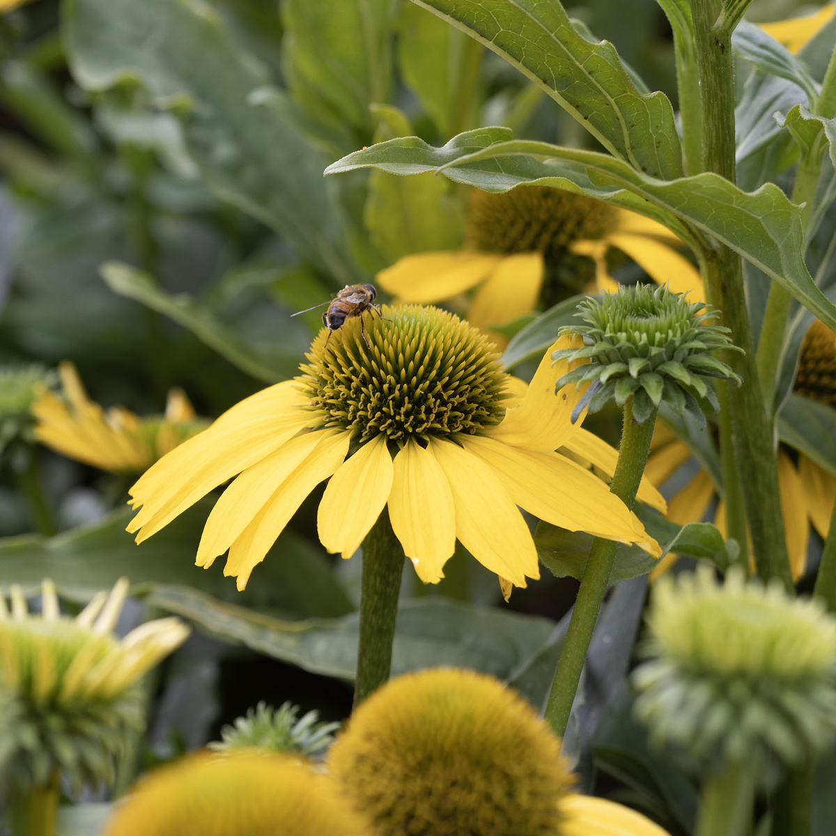 Solhatt - Echinacea hybr. SunSeekers ® Citrus (Krukstorlek: 0,5-1L)
