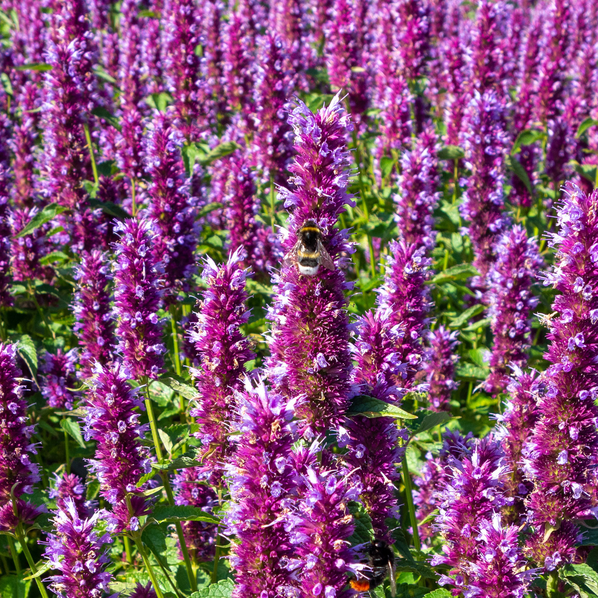Anisisop - Agastache hybr. Beelicious &reg; Purple (Krukstorlek: 0,5-1L)