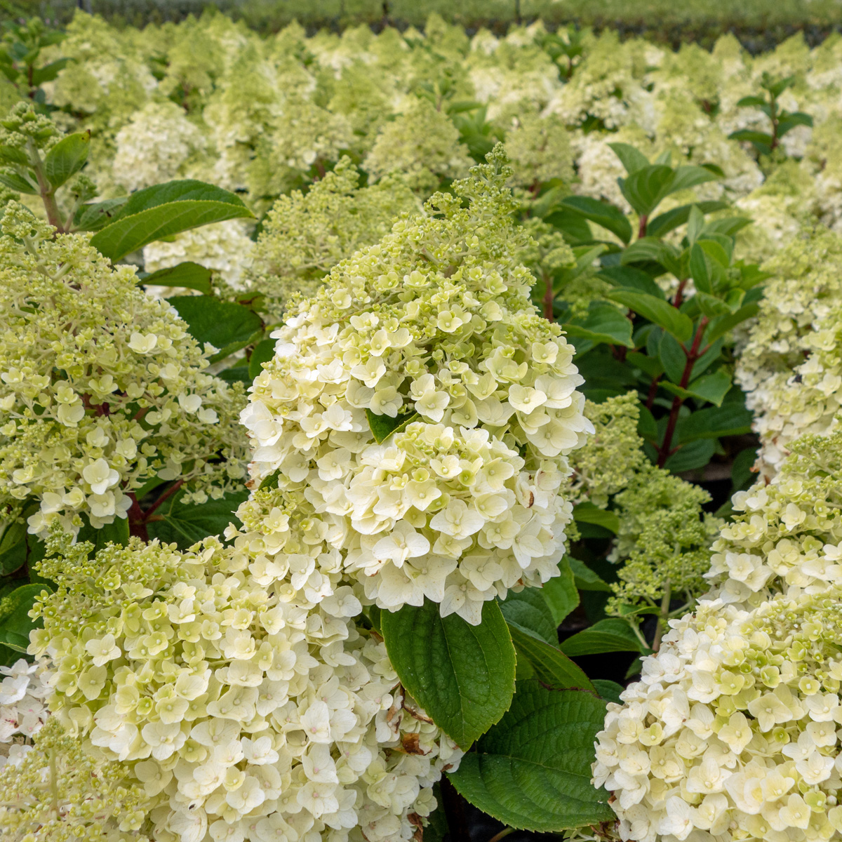 Vipphortensia - Hydrangea paniculata Little Hottie &reg; (Storlek: busk C3,5)