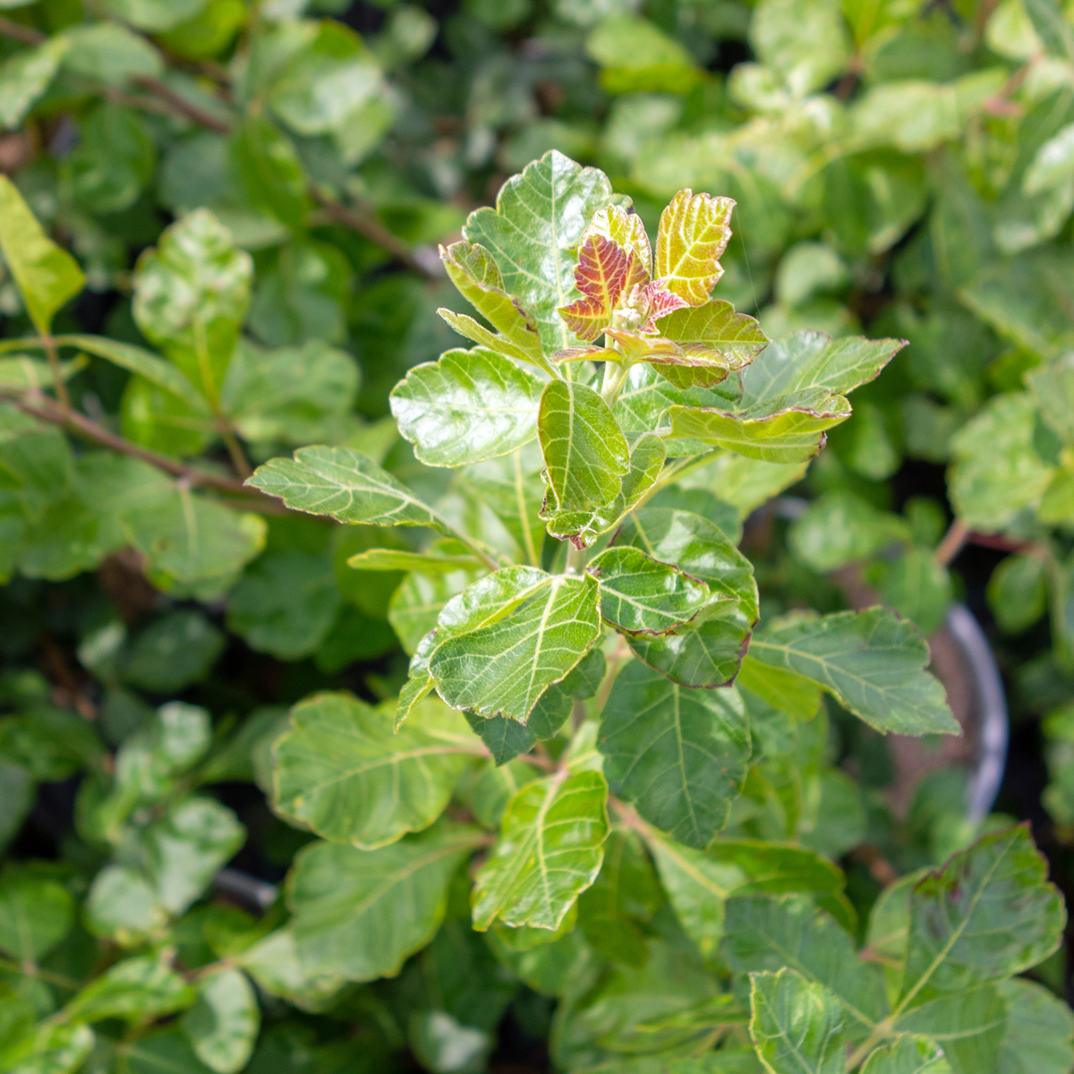Doftsumak - Rhus aromatica Grow-Low (Storlek: busk C3,5)