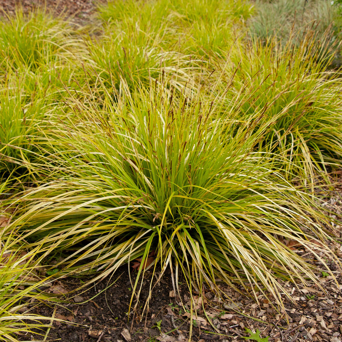 Oshimastarr - Carex oshimensis EverColor ® Everillo (Krukstorlek: 0,5-1L)