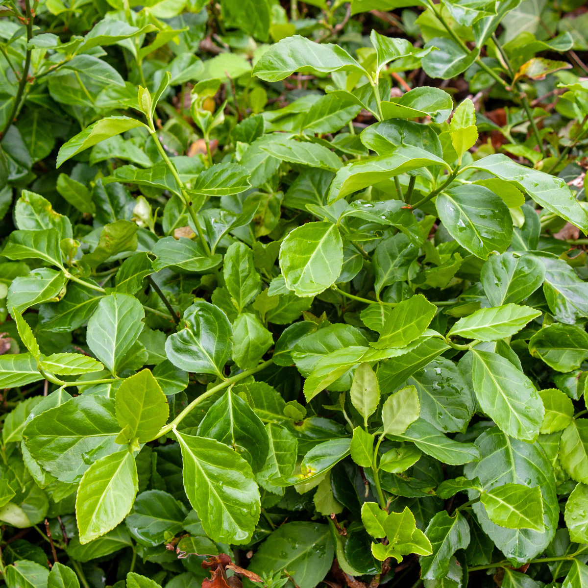 Kl&auml;tterbenved - Euonymus fortunei Coloratus (Storlek: busk C2)