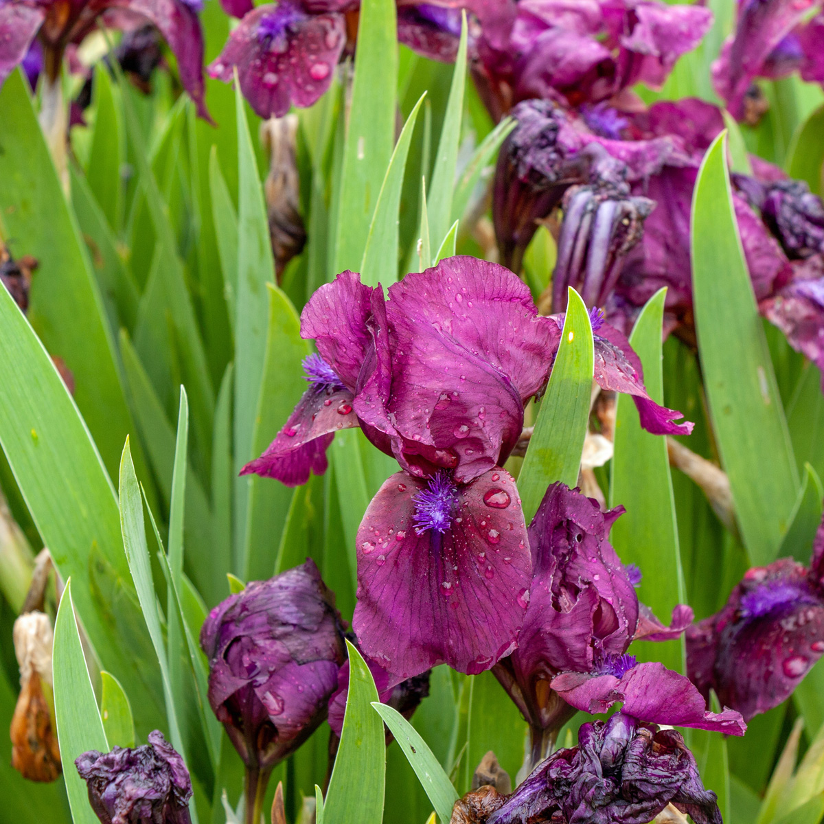 Sm&aring;iris - Iris pumila Cherry Garden (Krukstorlek: 0,5-1L)