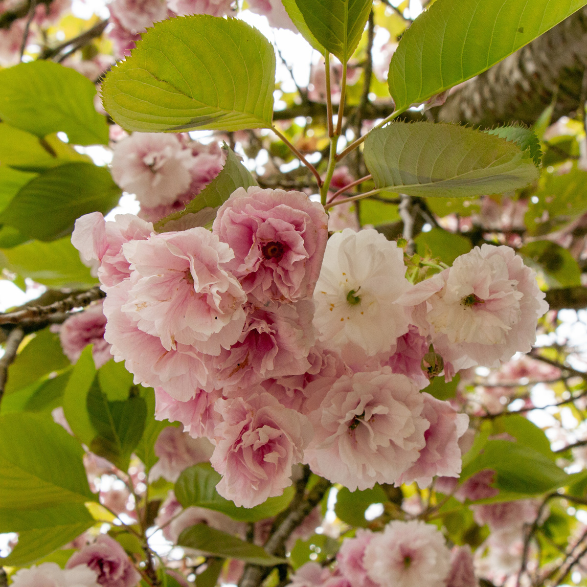 Japansk K&ouml;rsb&auml;r - Prunus serrulata Shirofugen