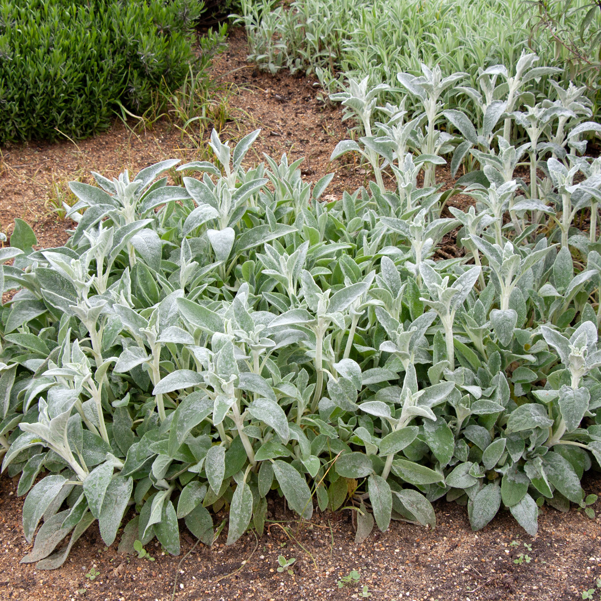 Lamm&ouml;ron - Stachys byzantina (Krukstorlek: 0,5-1L)