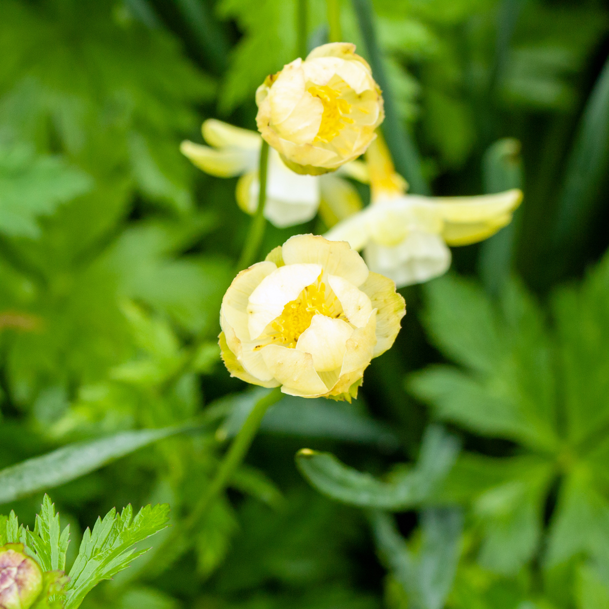 Trädgårdssmörboll - Trollius x cultorum New Moon (Krukstorlek: 0,5-1L)