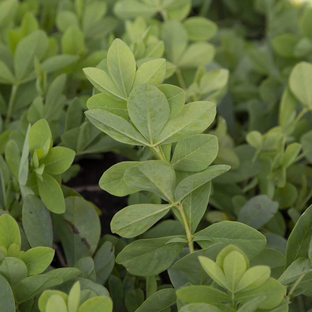 Färgväppling - Baptisia australis Blueberry Sundae (Krukstorlek: 0,5-1L)