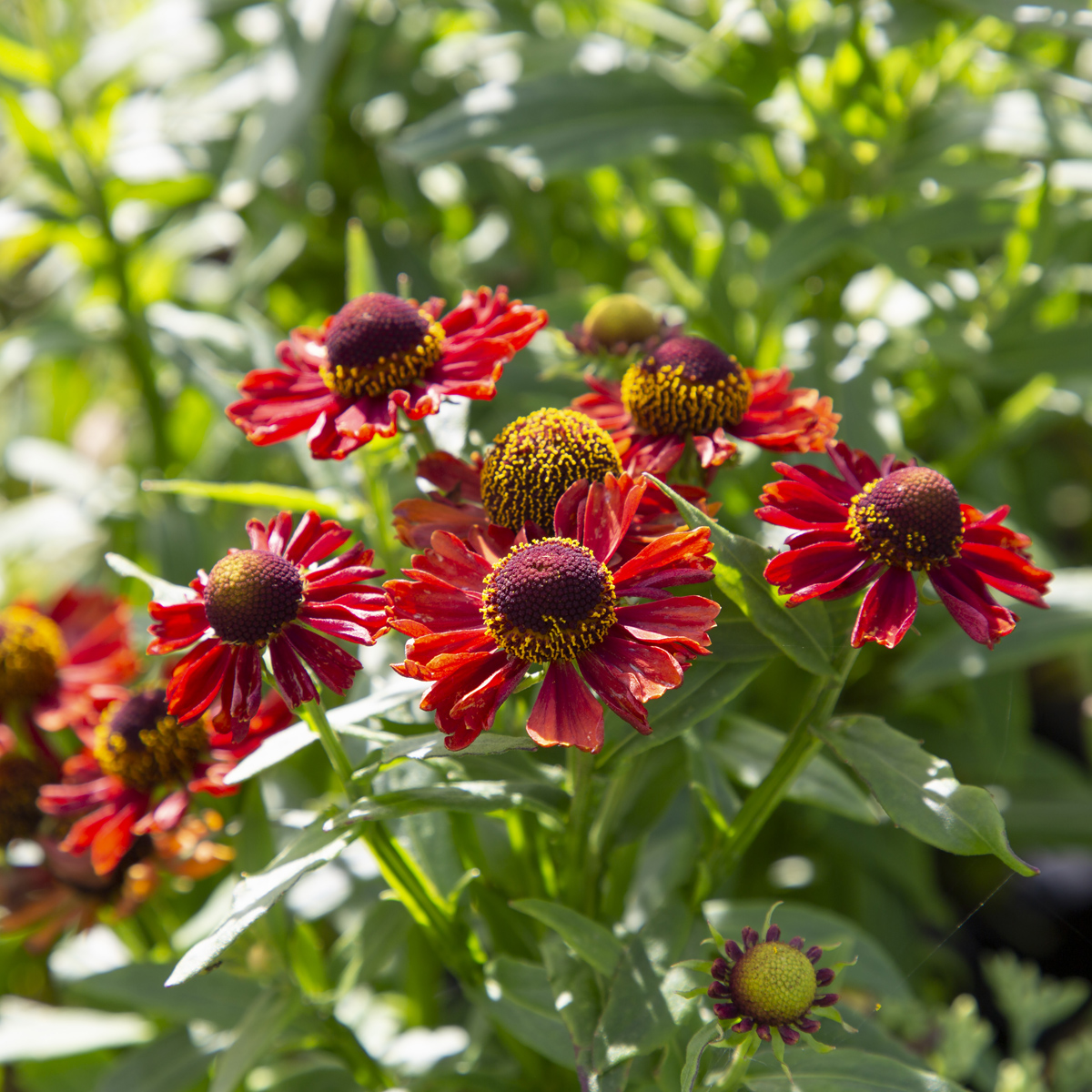 Tr&auml;dg&aring;rdssolbrud - Helenium aut. hybr. Strawberry Sundae (Krukstorlek: 0,5-1L)