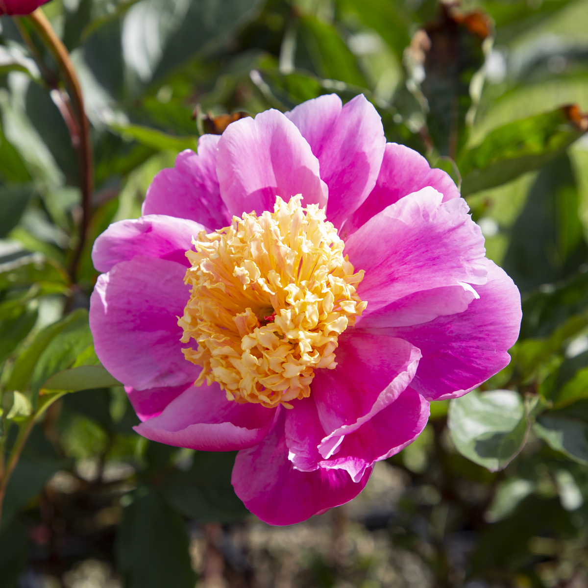 Luktpion - Paeonia lactiflora Doreen